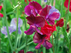 category