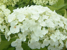 category