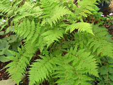 category